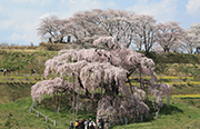 三春の滝桜（福島県三春町）