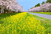 桜と菜の花ロード（秋田県大潟村）