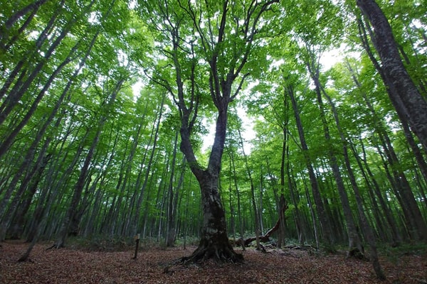 八幡平市イメージ