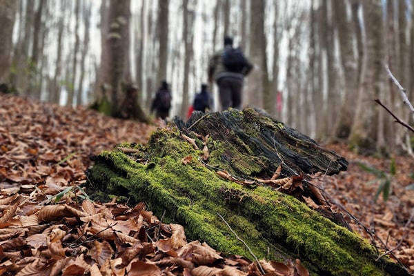 八幡平市イメージ