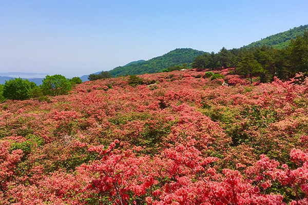 東北 宿泊コース