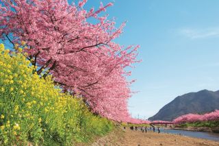 河津桜（イメージ）　写真提供：静岡県観光協会 
