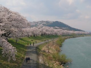 白石川堤の桜(手前)と船岡城址公園(奥)（イメージ）