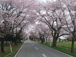 胆沢・桜の回廊（イメージ）