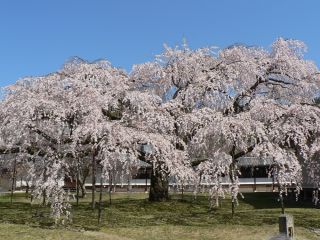 醍醐寺霊宝館しだれ桜（イメージ）