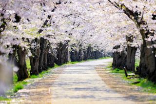弘前公園：桜のトンネル（イメージ）