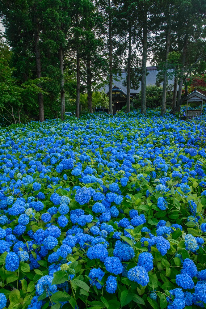 雲昌寺　画像提供：男鹿なび（イメージ）